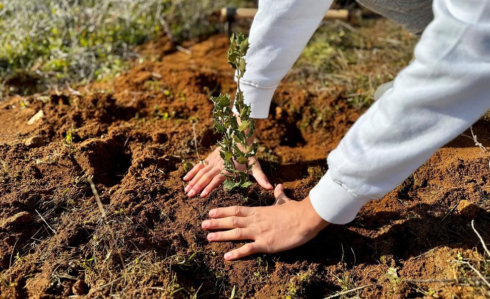 Plantamos árboles en tu nombre: 50 nuevas encinas para un futuro más verde