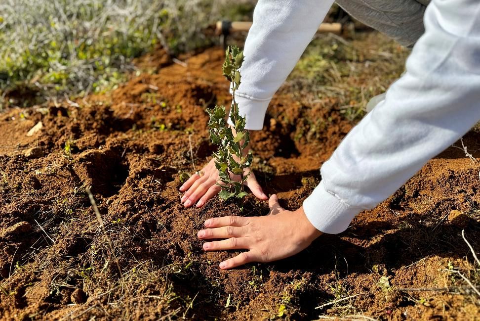 Plantamos árboles en tu nombre: 50 nuevas encinas para un futuro más verde